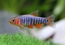 ZEBRA RASBORA