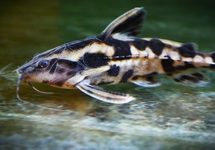 GIANT TALKING CATFISH