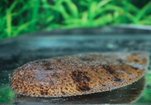 FRESHWATER SOLE