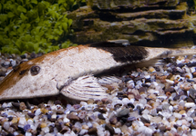 KAMELEON ZWEEPSTAART