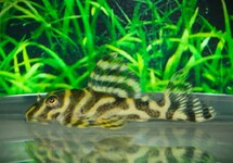 L333 HYPANCISTRUS YELLOW STRIPE
