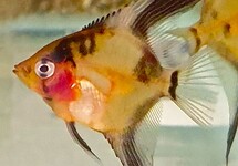 ANGELFISH GHOST BLUSHING