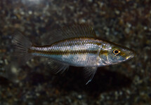 MALAWI CICHLIDE COMPRESSICEPS