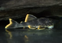 L076 ORANGE SEAM PLECO