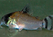 PANTSERMEERVAL OIAPOQUENSIS