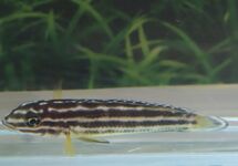 TANGANYIKA VIERSTREEP CICHLIDE NSUMBU