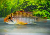 DWERGCICHLIDE LADISLOA