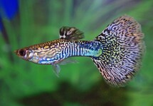 GUP MOSAIC GROEN MAN