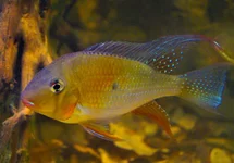 CICHLIDÉ DE HECKELS