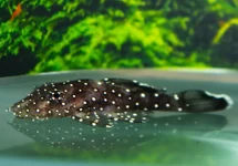 L213 ANCISTRUS