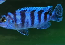 MALAWI CICHLID LOMBARDOI