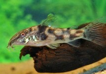 PANTSERMEERVAL BARBATUS