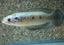 OOGVLEK SLANGEKOPVIS