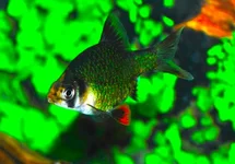 GROENE SUMATRAAN
