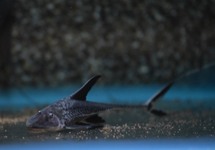 STEURMEERVAL MICROPS