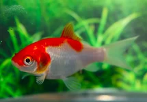 GOUDVIS SARASA