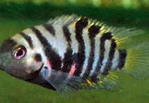ZEBRA CICHLIDE