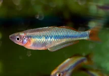 CHILATHERINA ALLENI M