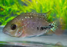 CICHLIDÉ Á POIS BLEU