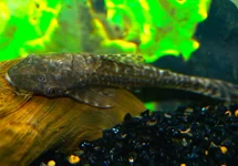 HYPOPTOPOMA GULARE L