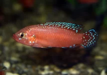 RUBRICATOCHROMIS EXSUL M