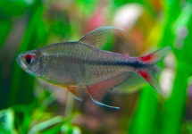 PHOENIX TETRA