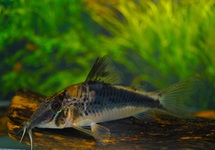 PANTSERMEERVAL FOWLERI