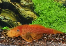 L144 ANCISTRUS SP. S/M