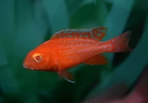 AULONOCARA DRAGON BLOOD ALBINO