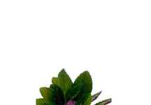 Hemiographis colorata in bos
