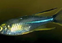 Koornaarvis