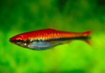 POTLOODVISJE BECKFORDI ROOD