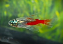 NEONTETRA DIAMANT SLUIER