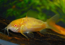 BRONZEN PANTSERMEERVAL ALBINO