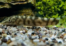 MARMERBOTIA