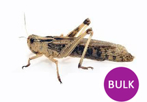 LOCUSTA MIGRATORIA/ SPRINKHAAN