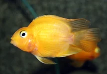 POISSON PERROQUET JAUNE