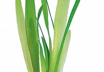 Vallisneria australis (gigantea) - TA