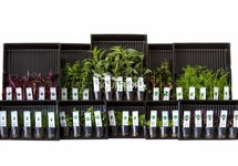 ASS. 1: 10x5 (50) potten kleurcode groen - AS