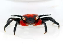 CRABE À VAMPIRE ROUGE