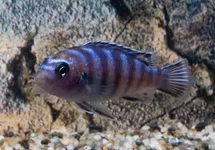 MALAWI ZEBRACICHLID DEMASONI