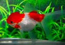 FANTAIL LIONHEAD RED/WHITE