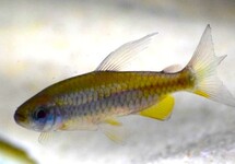 KONGOZALM ORANGE MAKOUA