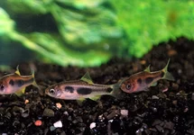 SCHMETTERLINGSBARBE