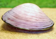 Schnecke & Muschel