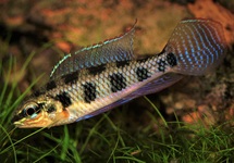 Overige Dwergcichliden