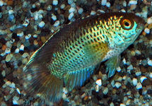 GOLDEN DWARF CICHLID