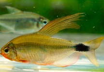 TETRA RIO ARIPUANA