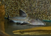 OXYDORAS NIGER L
