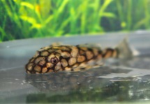 L519 PLECO